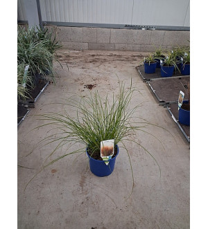 Carex testacea 'Prairie Fire' C 2 L
